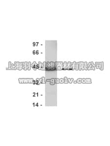 merck millipore,默克密理博,05-957,Anti-MAP Kinase 1/Erk 1 Antibody, CT, rabbit monoclonal