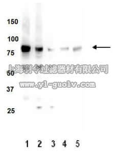 merck millipore,默克密理博,05-983,Anti-PKC Antibody (α, β, γ), clone M110