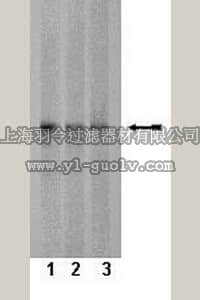 merck millipore,默克密理博,05-986,Anti-JNK2 Antibody