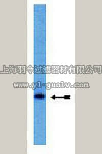 merck millipore,默克密理博,05-988,Anti-Pras40 Antibody, Clone 73P21