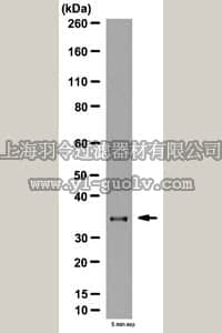 merck millipore,默克密理博,06-004,Anti-Secreted frizzled-related protein 2 Antibody
