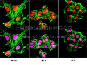 merck millipore,默克密理博,06-1002,Anti-LAP2 Antibody