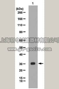 merck millipore,默克密理博,06-1005,Anti-TRIC-A Antibody