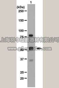 merck millipore,默克密理博,06-1007,Anti-POPDC2 Antibody