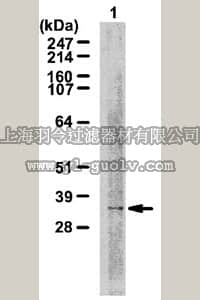 merck millipore,默克密理博,06-1012,Anti-TMEM53 Antibody