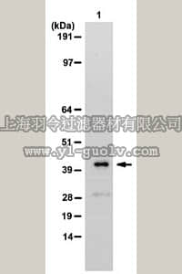 merck millipore,默克密理博,06-1013,Anti-NET5 Antibody