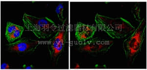 merck millipore,默克密理博,06-1022,Anti-NET34 Antibody