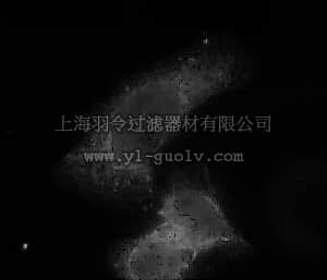 merck millipore,默克密理博,06-1026,Anti-TM7SF2 Antibody