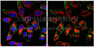 merck millipore,默克密理博,06-1028,Anti-Probable ergosterol biosynthetic protein 28 Antibody