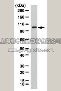 merck millipore,默克密理博,06-1030,Anti-Nicalin Antibody