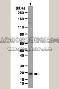 merck millipore,默克密理博,06-1035,Anti-TMEM199 Antibody