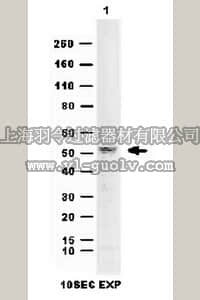 merck millipore,默克密理博,06-1036,Anti-March5 Antibody