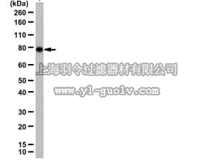 merck millipore,默克密理博,06-1038,Anti-Unc84B/SUN2 Antibody