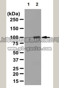 merck millipore,默克密理博,06-1041,Anti-RIG-I, CT Antibody