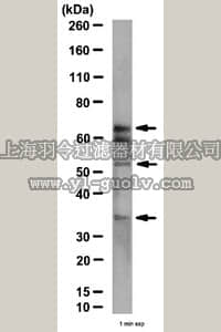 merck millipore,默克密理博,06-1043,Anti-MAVS/Cardif Antibody, NT