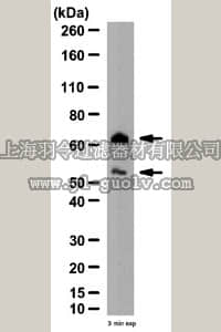 merck millipore,默克密理博,06-1044,Anti-MAVS/Cardif (CT) Antibody