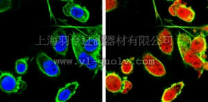 merck millipore,默克密理博,06-1047,Anti-IRF4 Antibody, NT