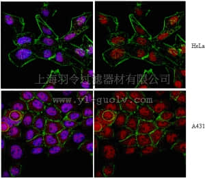 merck millipore,默克密理博,06-1049,Anti-Axin-1 Antibody