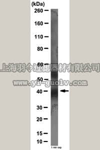 merck millipore,默克密理博,06-1058,Anti-Protein Wnt-5a Antibody