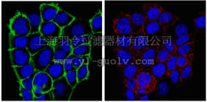 merck millipore,默克密理博,06-1063,Anti-Frizzled-7 Antibody