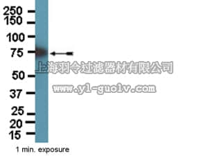 merck millipore,默克密理博,06-1064,Anti-Itk/Emt/Tsk Antibody