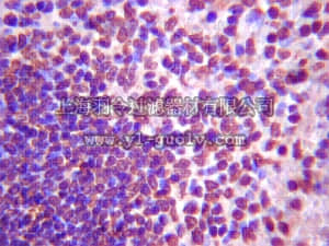 merck millipore,默克密理博,06-1086,Anti-TGF-beta Receptor Antibody, type I