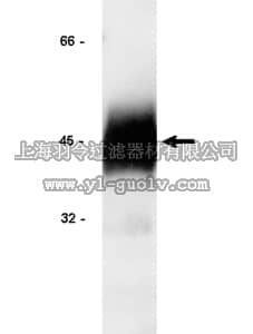 merck millipore,默克密理博,06-108,Anti-IGFBP-3 Antibody