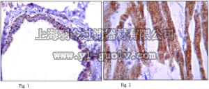 merck millipore,默克密理博,06-1090,Anti-Interleukin 13 (IL-13) Antibody