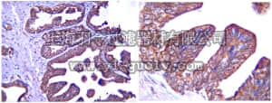 merck millipore,默克密理博,06-1095,Anti-Interferon Beta Antibody