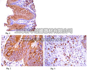 merck millipore,默克密理博,06-1096,Anti-IPS-1 Antibody