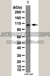 merck millipore,默克密理博,06-1104,Anti-P/CAF Antibody