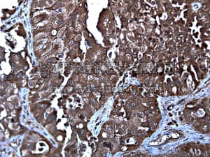 merck millipore,默克密理博,06-1105,Anti-RelB Antibody