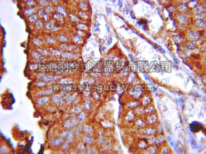 merck millipore,默克密理博,06-1106,Anti-Sonic Hedgehog Antibody