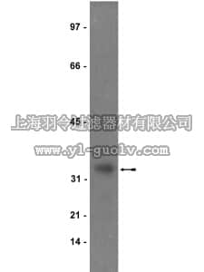 merck millipore,默克密理博,06-110,Anti-IGFBP-5 Antibody
