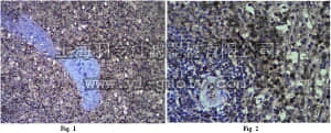 merck millipore,默克密理博,06-1115,Anti-Interleukin-18 (IL-18) Antibody