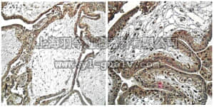 merck millipore,默克密理博,06-1119,Anti-TLR2 Antibody