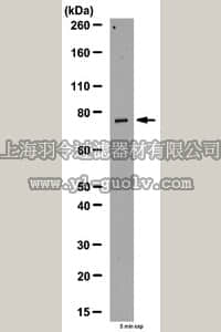 merck millipore,默克密理博,06-1130,Anti-RNF168 Antibody