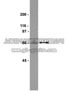 merck millipore,默克密理博,06-118,Anti-SHP-2/SHPTP-2 Antibody