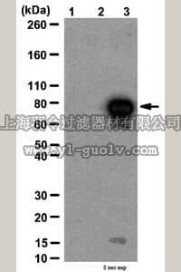 merck millipore,默克密理博,06-1283,Anti-acetyl-p53 (Lys320) Antibody