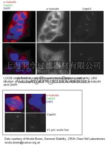merck millipore,默克密理博,06-1292,Anti-Cep63 Antibody