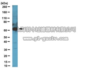 merck millipore,默克密理博,06-1295,Anti-CDT1 Antibody
