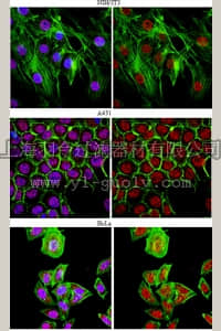 merck millipore,默克密理博,06-1297,Anti-U1-70K Antibody