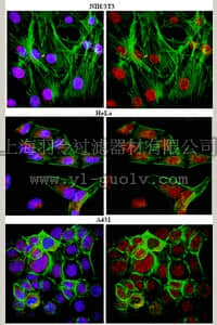 merck millipore,默克密理博,06-1299,Anti-Pontin (Tip49) Antibody