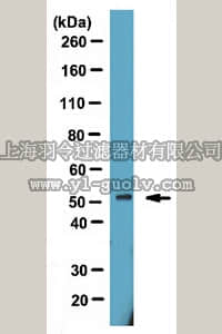 merck millipore,默克密理博,06-1300,Anti-RuvB-like 2 Antibody
