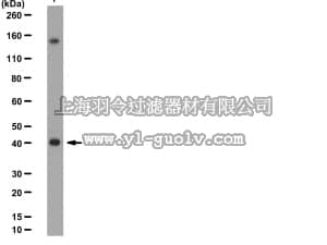 merck millipore,默克密理博,06-1304,Anti-SETD8 (hPR-SET7) Antibody
