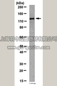 merck millipore,默克密理博,06-1310,Anti-JAK2 Antibody