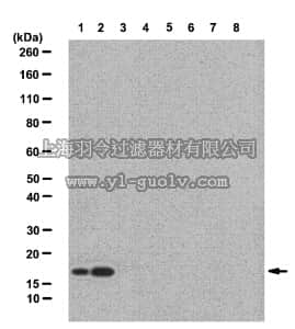 merck millipore,默克密理博,06-1319,Anti-Histone H2A.Bbd Antibody