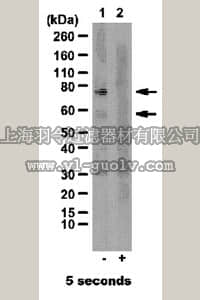 merck millipore,默克密理博,06-1333,Anti-phospho-TAB1 (Ser438) Antibody