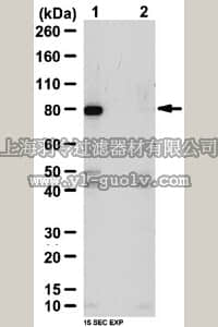 merck millipore,默克密理博,06-1334,Anti-phospho-TAB1 (Thr431) Antibody