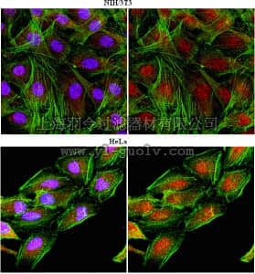 merck millipore,默克密理博,06-1339,Anti-CHD-1 Antibody